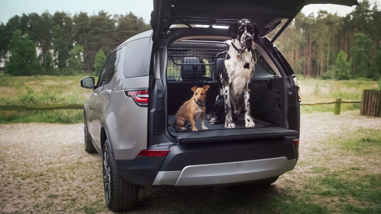 hunde forbudt – så forstyrrende er Fido i bilen